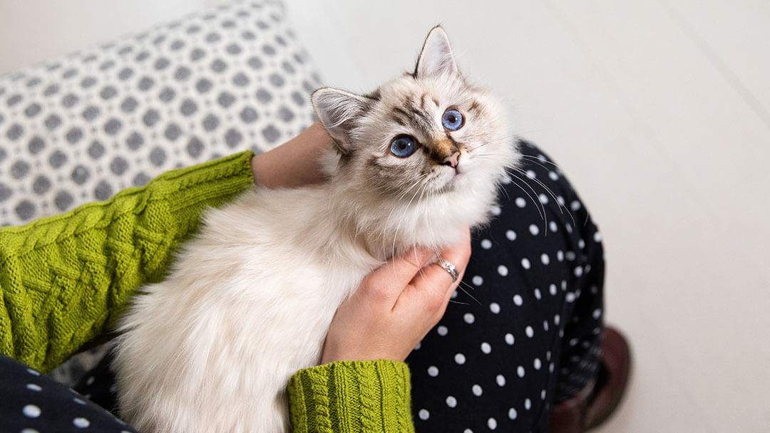 Bien Accueillir Son Chaton : Tous Nos Conseils Chatons | Purina